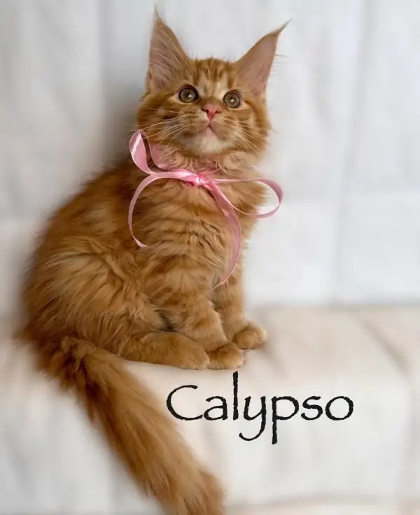 Calypso 12 Weeks