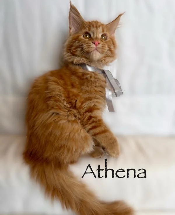 Red main coon kitten 6 weeks old. Maine coon breeders near me. Ginger maine coon.