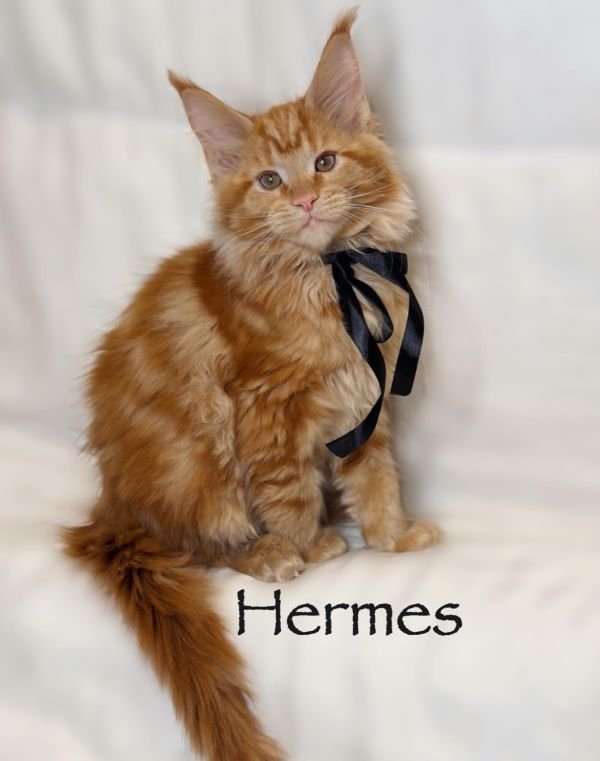 Hermes 12 Weeks