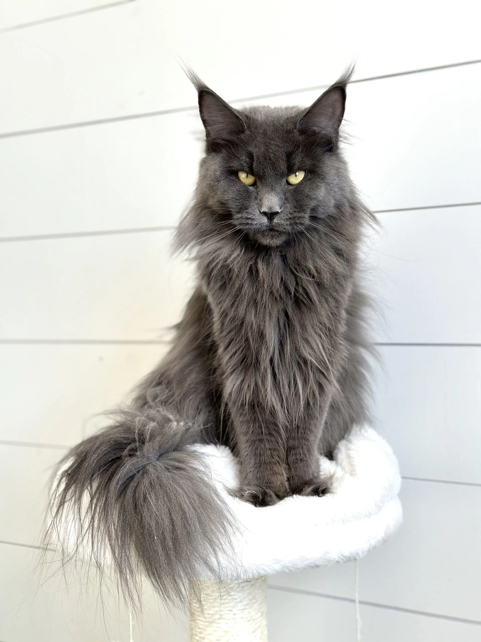 1 year old blue maine coon. Cool maine coon face. Maine coon eye color green.