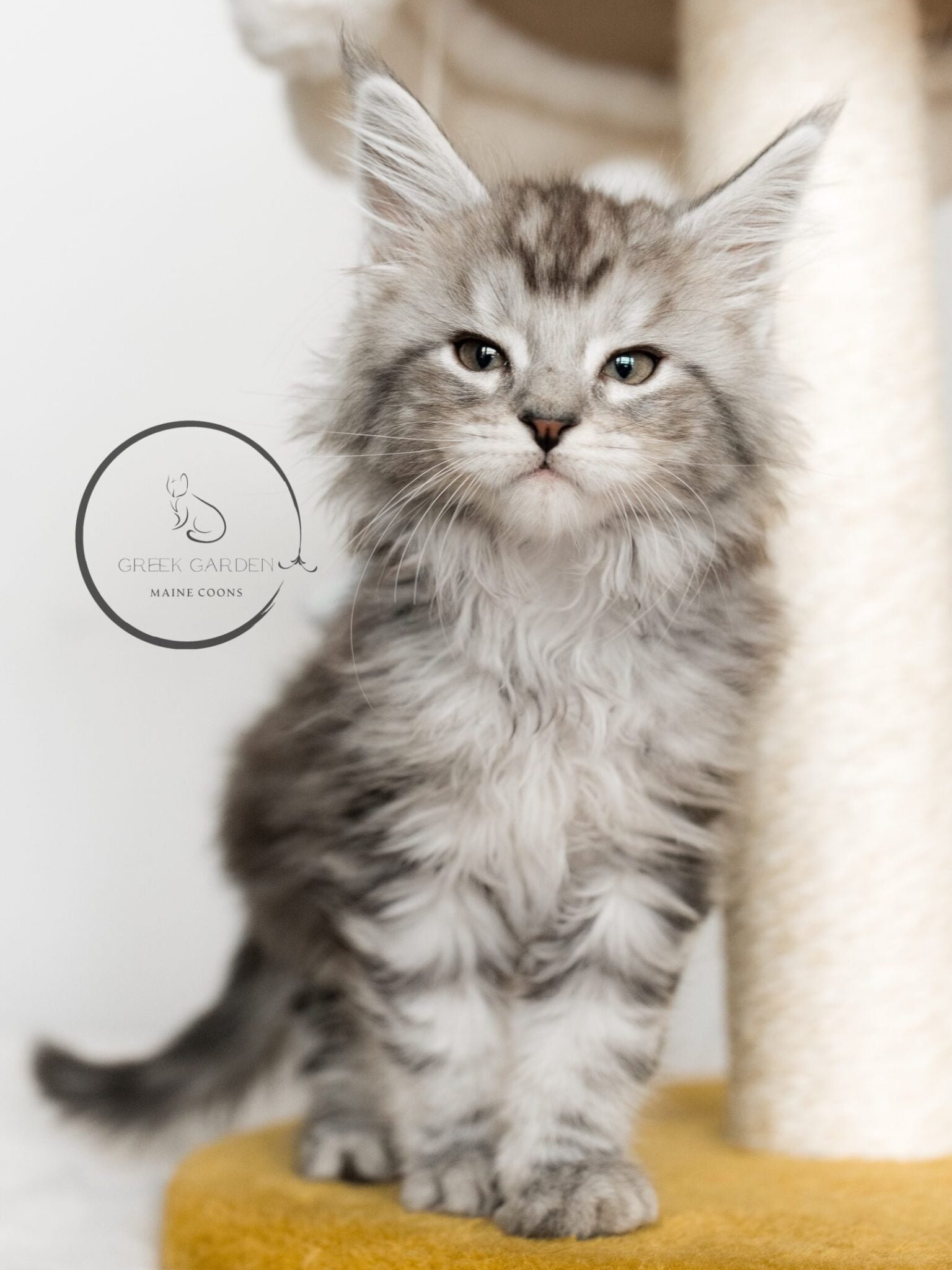 8 Week old Maine Coon kitten for sale, black silver tabby Maine Coon. Best Maine coon breeders in the united states.