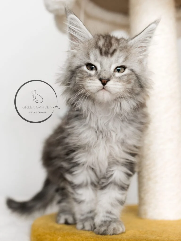 8 Week old Maine Coon kitten for sale, black silver tabby Maine Coon. Best Maine coon breeders in the united states.