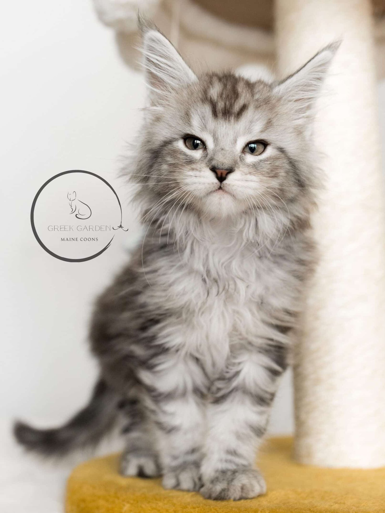 8 Week old Maine Coon kitten for sale, black silver tabby Maine Coon. Best Maine coon breeders in the united states.