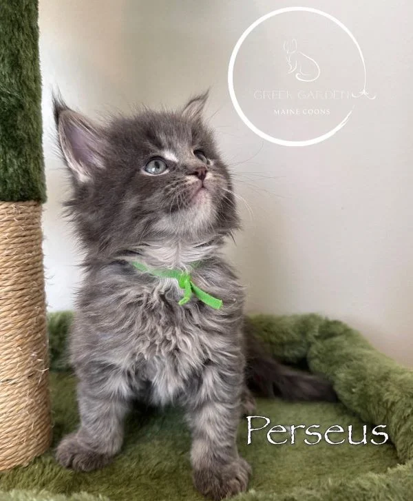 Perseus 6 Weeks