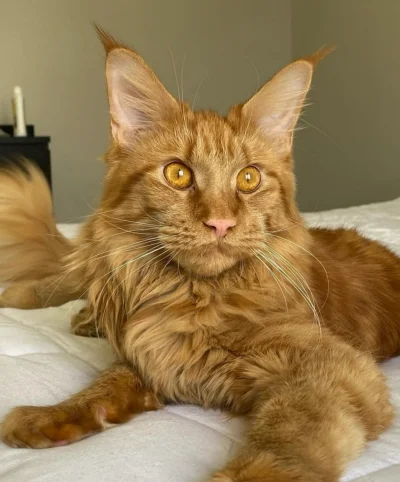 Red Solid Large Maine Coon Cat, 1-Year-Old, for Sale in Utah, Raised by Experienced Breeders, Healthy and Well-Socialized.