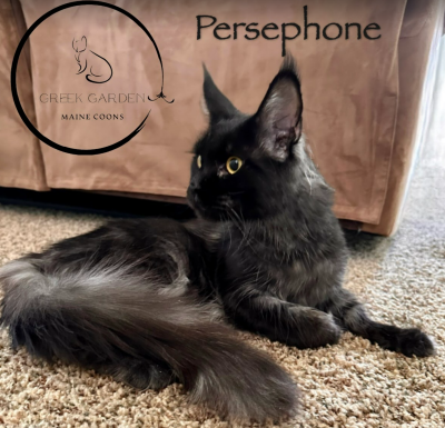 Persephone 1 Year - Queen