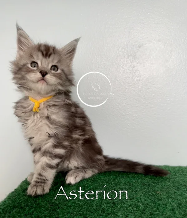 Asterion 6 Weeks