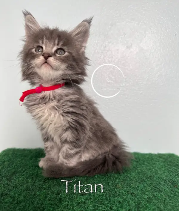 Titan 6 Weeks