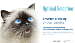 Wisdom Panel Genetic Testing for Maine Coon Cats - Purebred Maine Coon Kittens in Utah.