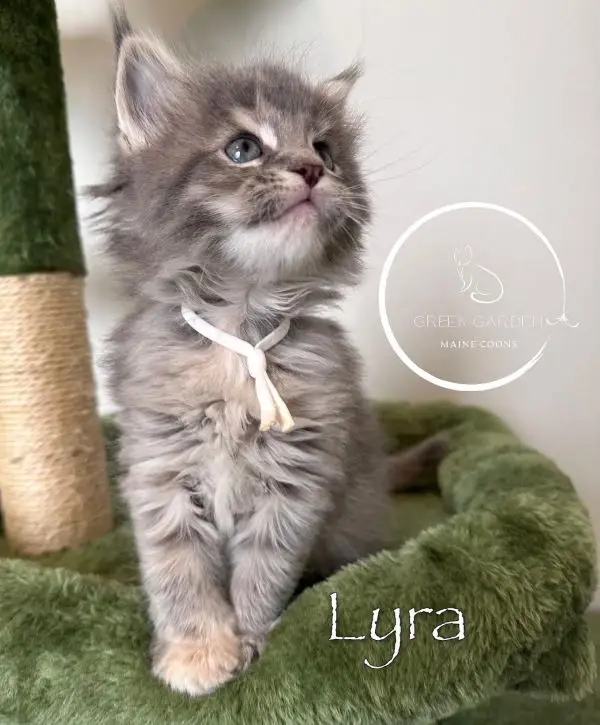 Lyra 6 Weeks