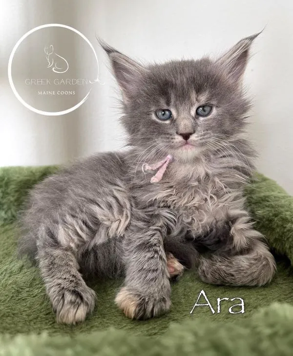 Ara 6 Weeks