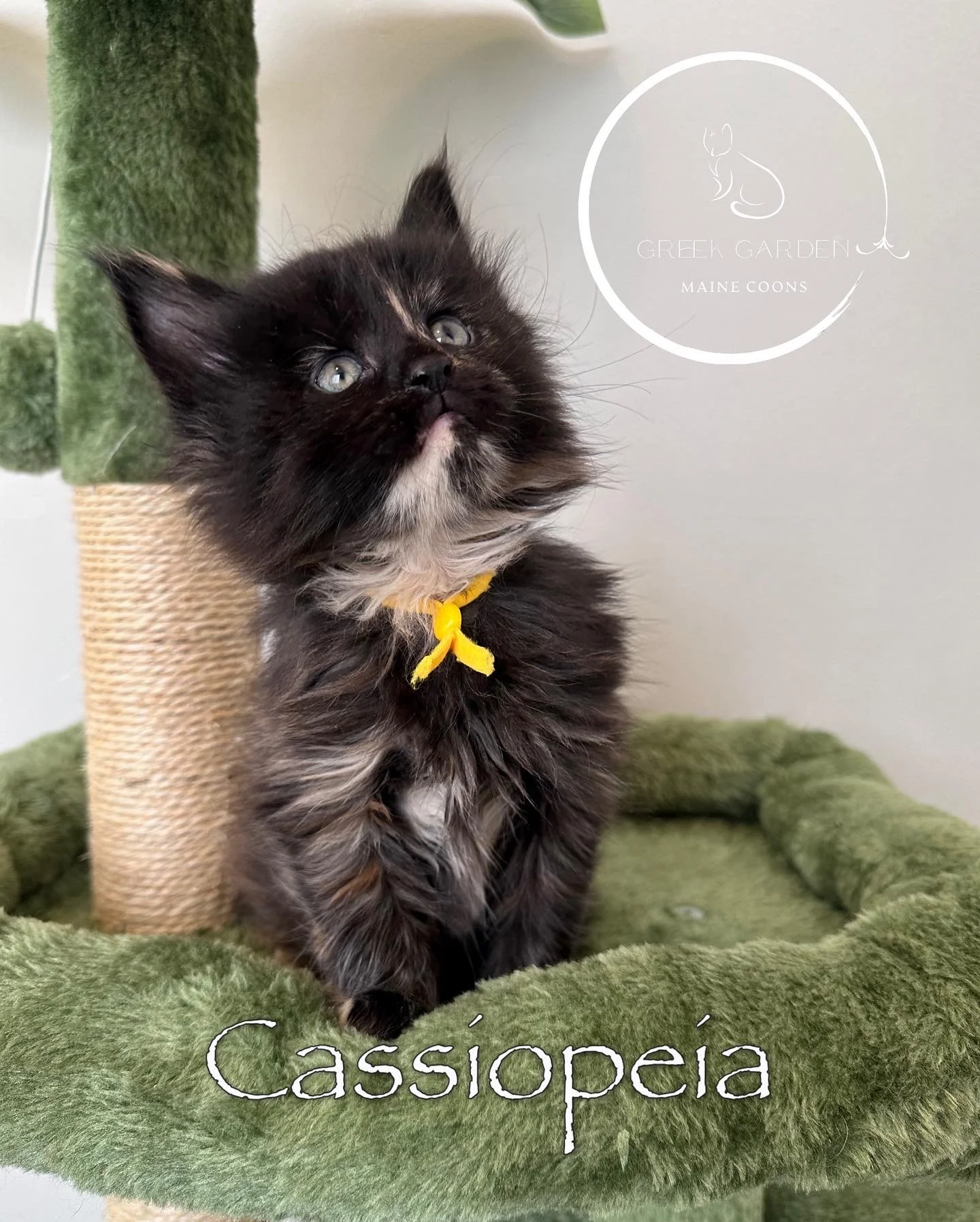 Cassiopeia 6 Weeks