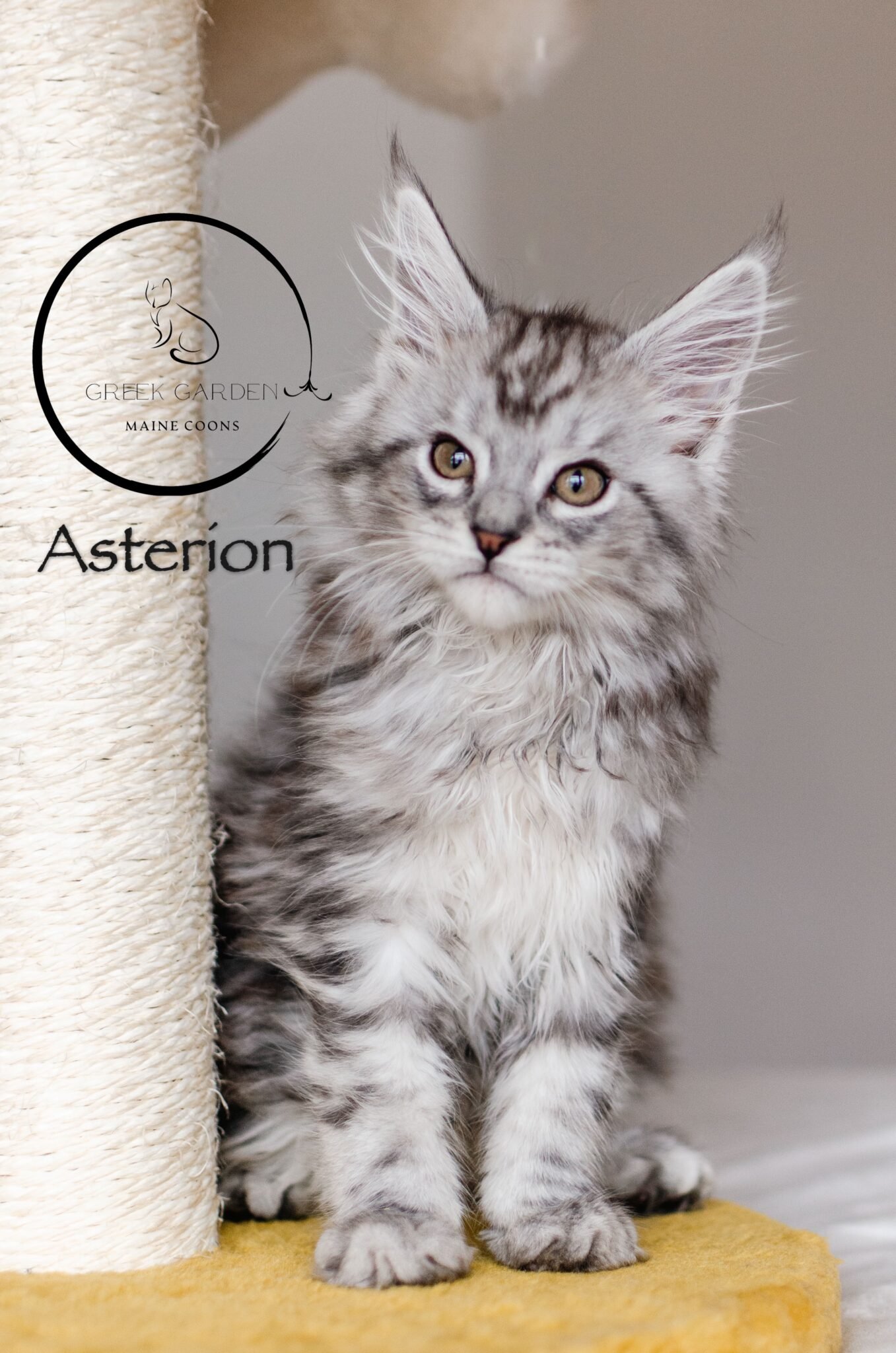 Asterion 10 Weeks