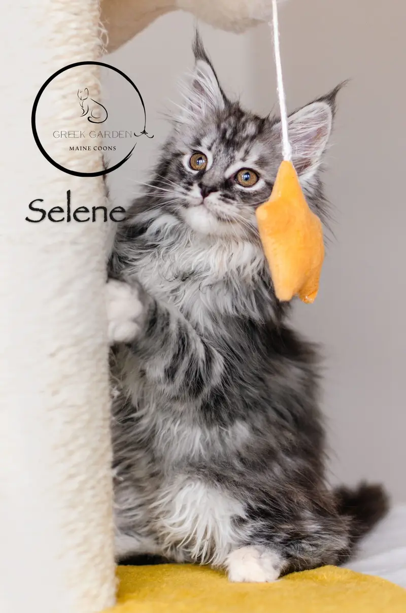 Selene 10 Weeks