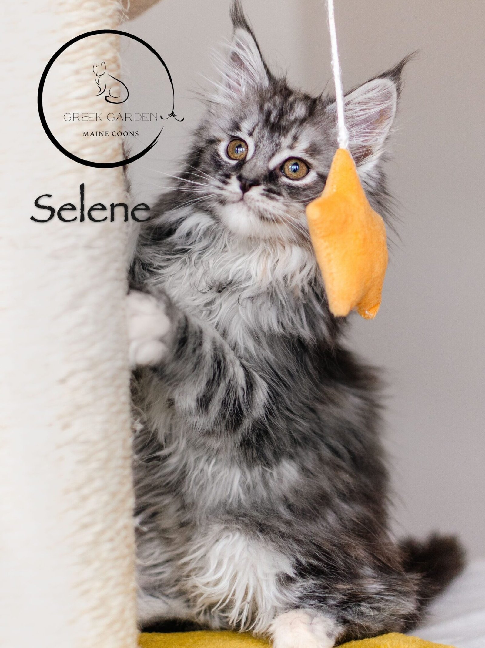 Selene 10 Weeks