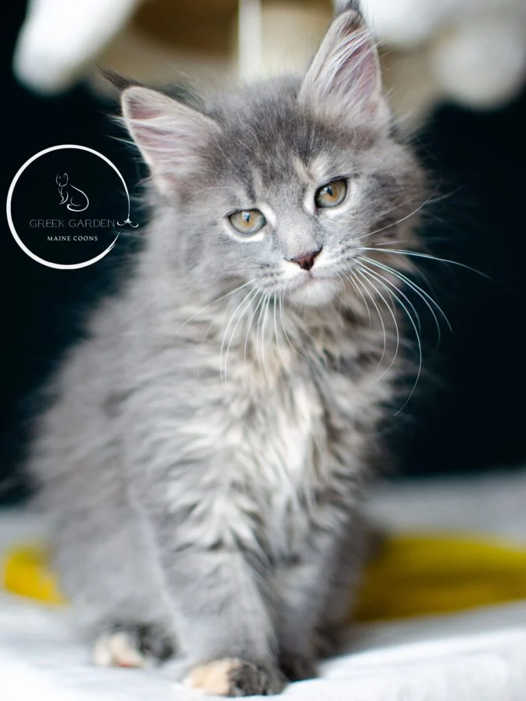 12 Week old Maine Coon kitten. Healthy Maine Coon Kittens with Unique Features Available for Sale in Salt Lake City, Utah