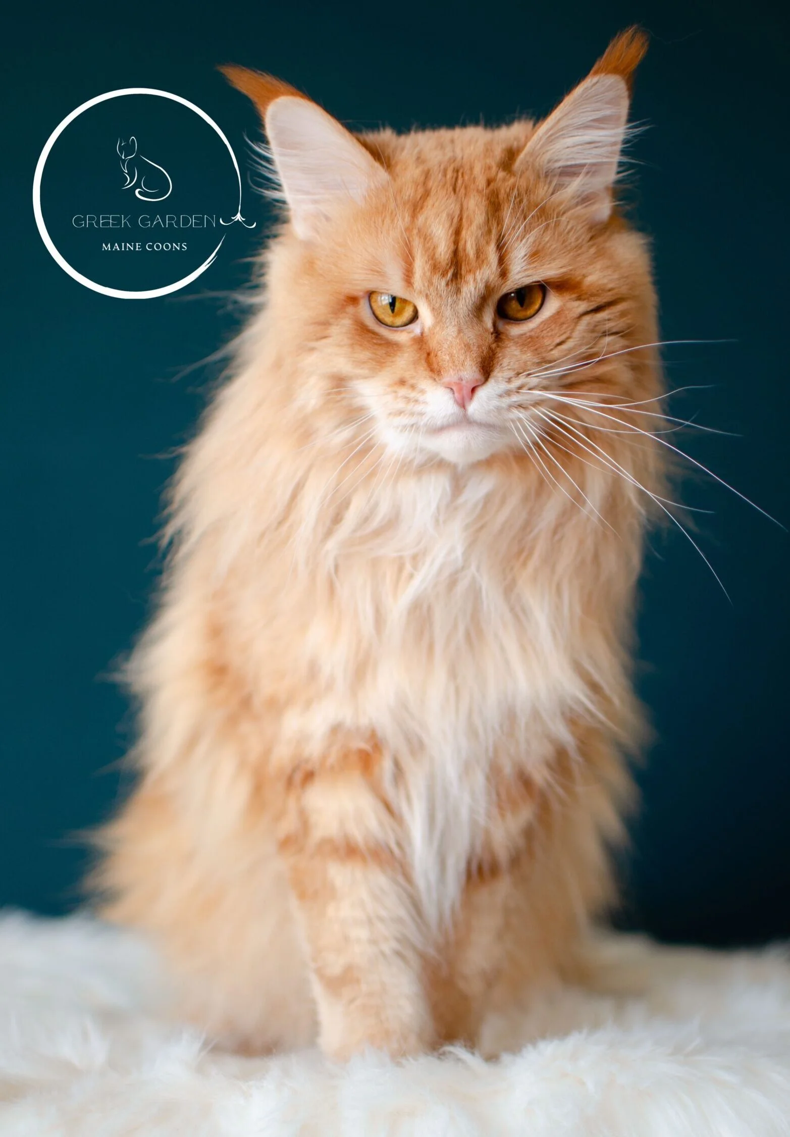 Apollo the Maine Coon King – Regal Full-Body Pose Showcasing His Majestic Size and Coat