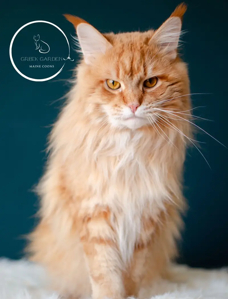 Apollo 4 Apollo the Maine Coon King – Regal Full-Body Pose Showcasing His Majestic Size and Coat