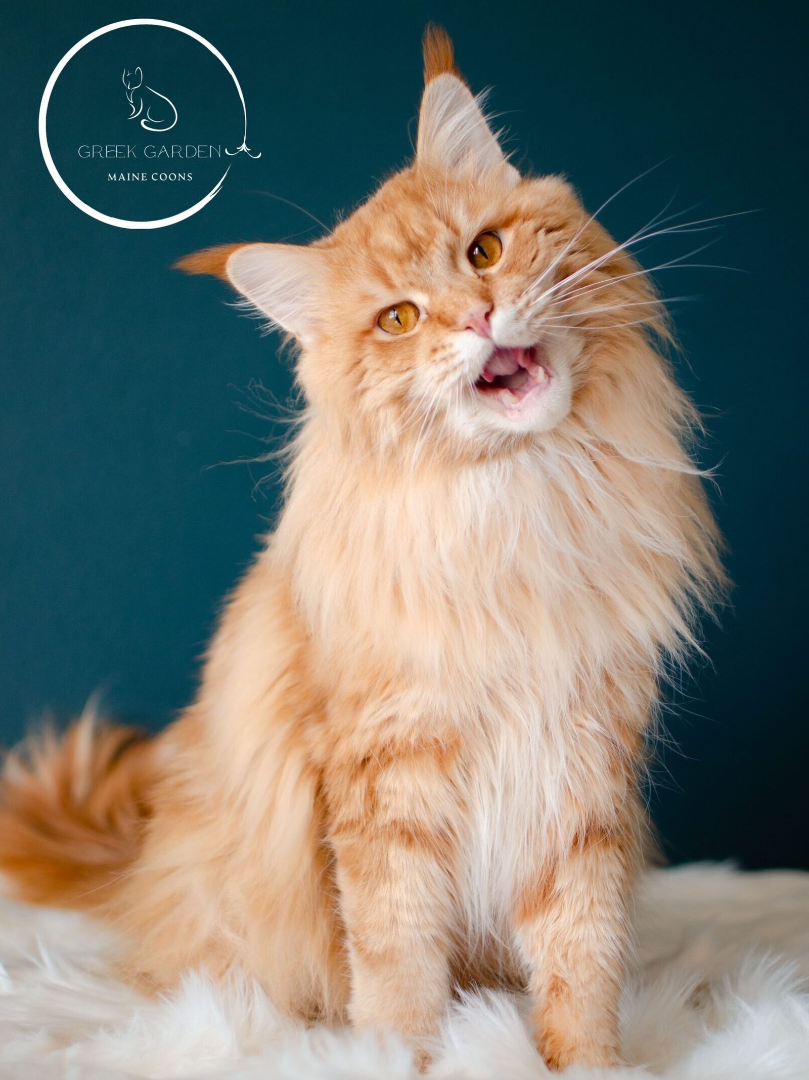 Red Maine Coon Kings Cat from Top Breeders in Utah – Champion Purebred Red Maine Coon Cats.