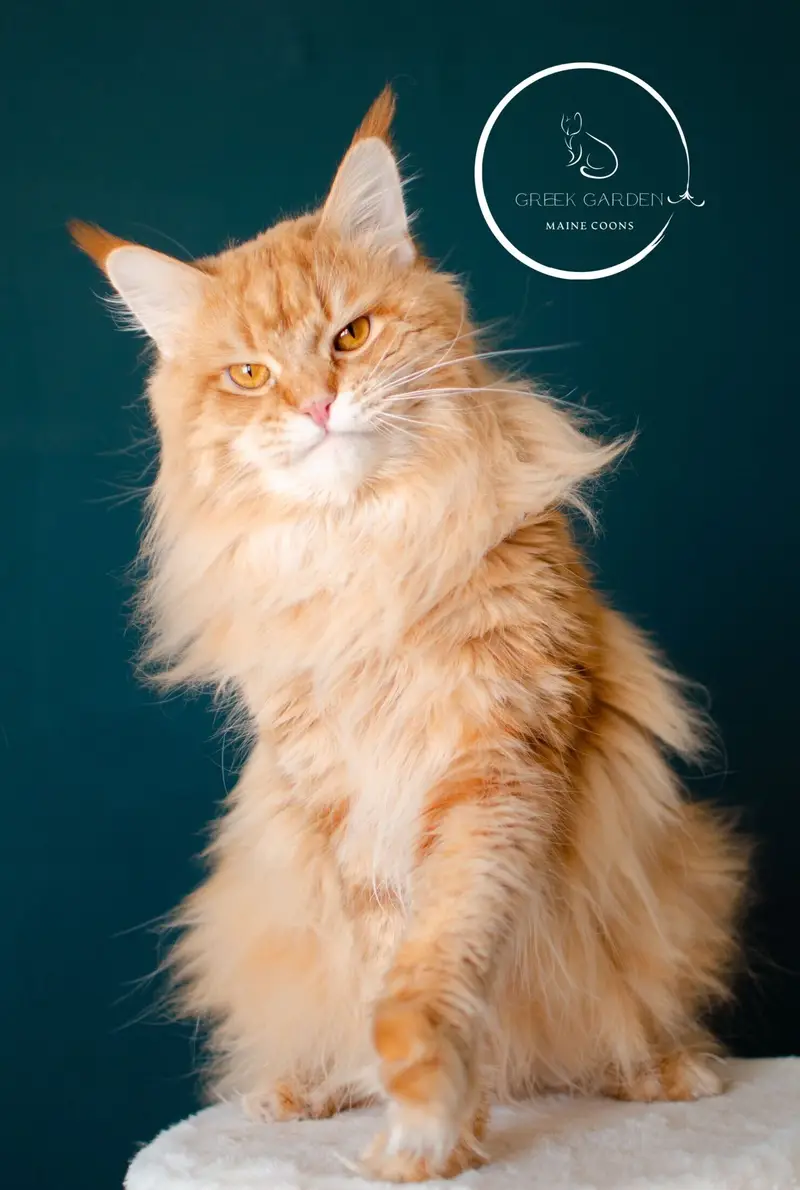 Apollo in Action – Majestic Maine Coon King Displaying His Playful, Energetic Personality.