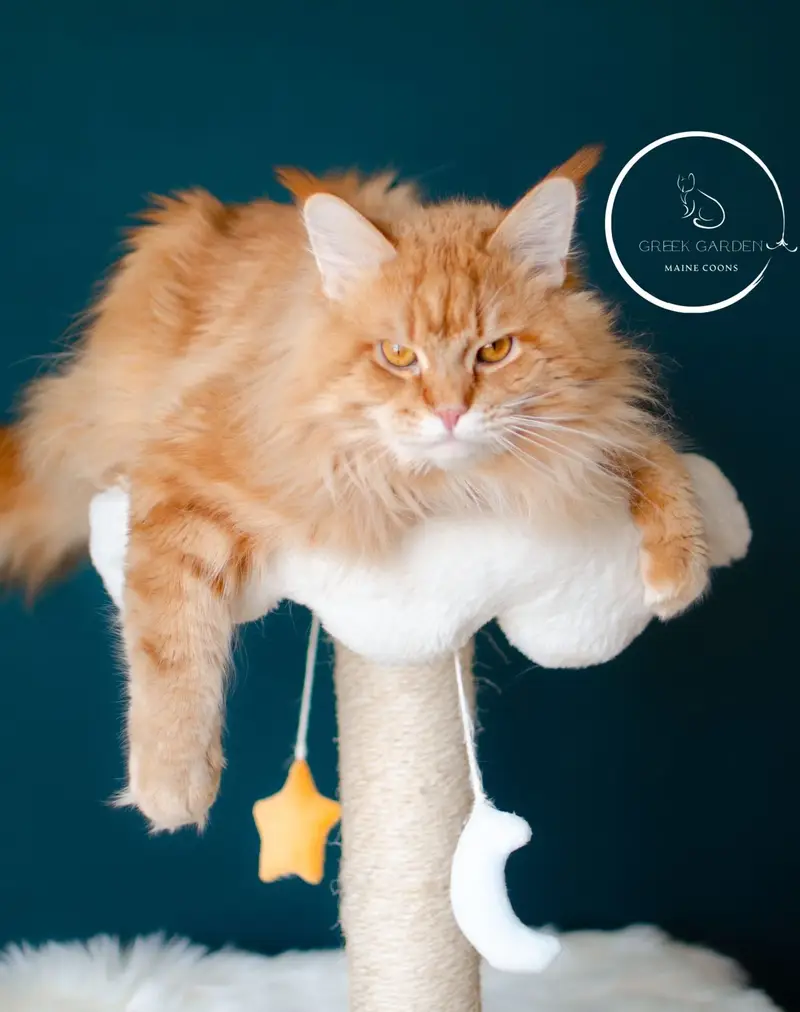 Apollo’s Impressive Silhouette – Purebred Maine Coon King with a Luxurious Fluffy Tail.