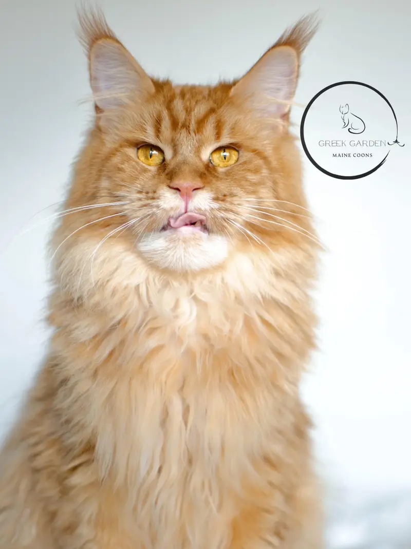 Queen Calliope is a red mackerel tabby, 18 month old Maine Coon queen.