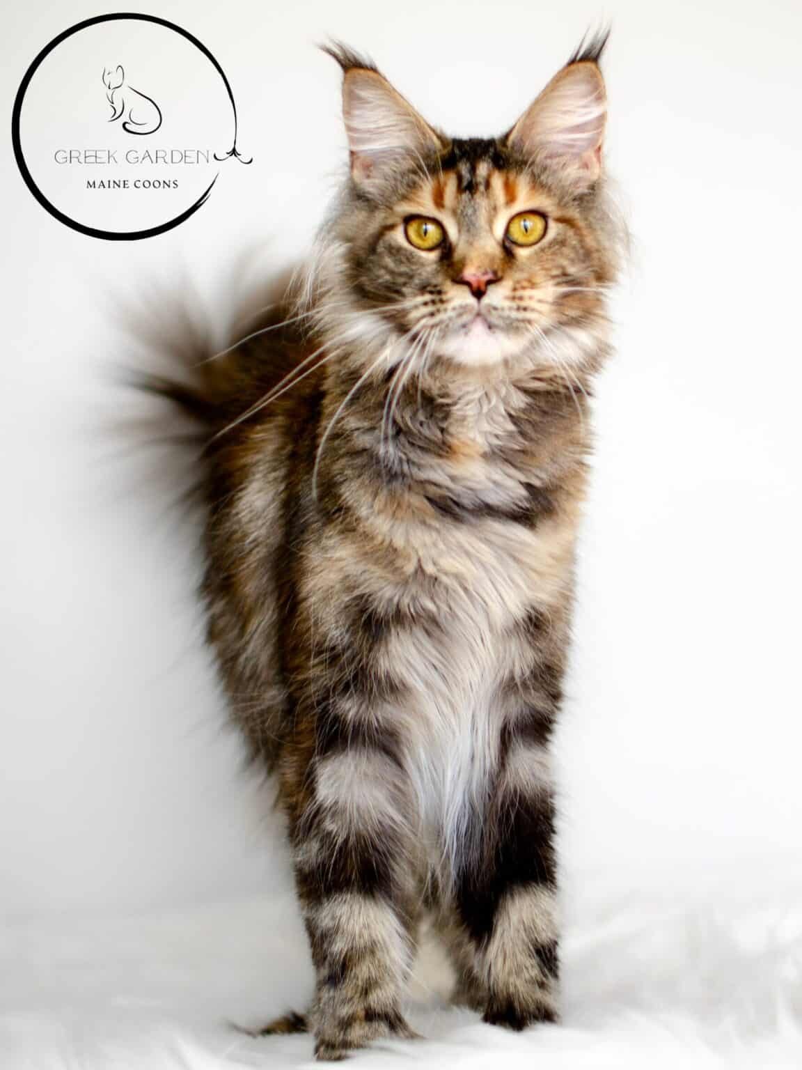 A close-up of a Maine Coon kitten with extra toes in utah, highlighting the unique polydactyl trait often found in this breed.