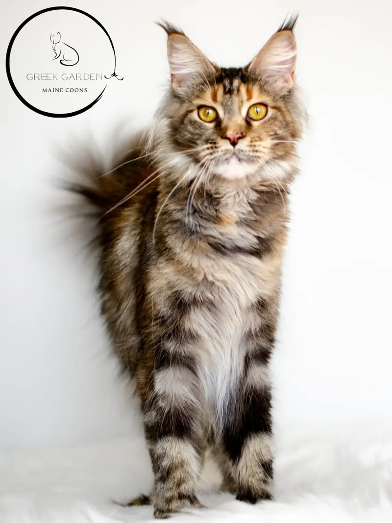 18 month old Torbie female polydactyl Maine Coon at Greek Garden Maine Coons.