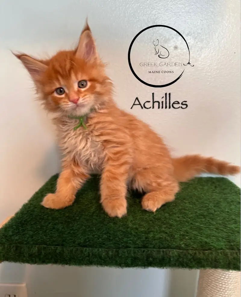 Achilles 6 Weeks