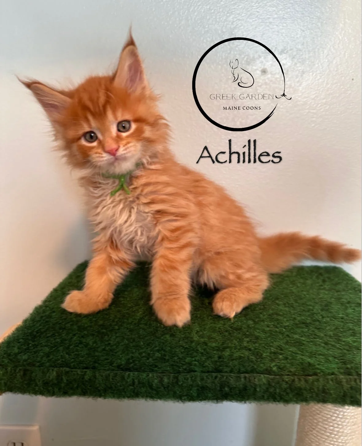 Achilles 6 Weeks