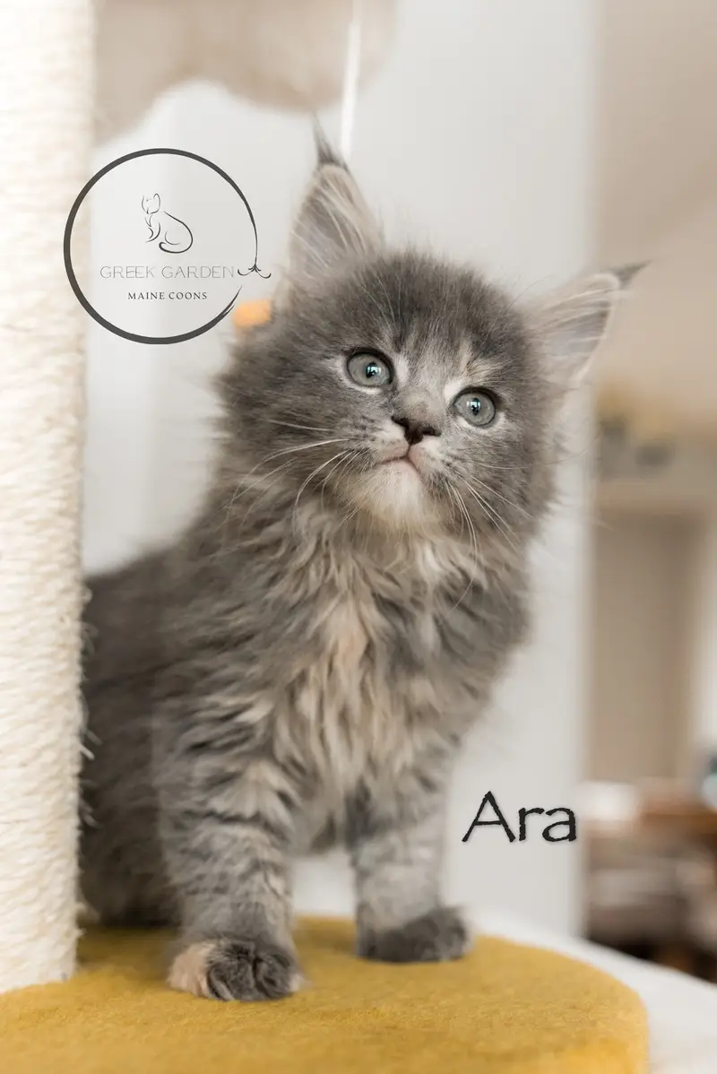 Ara 8 Weeks