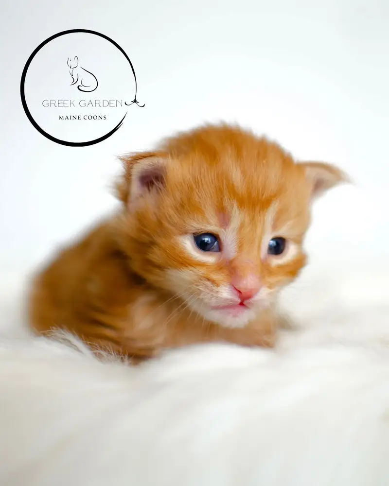 Ares 2 Weeks Maine Coon Kitten