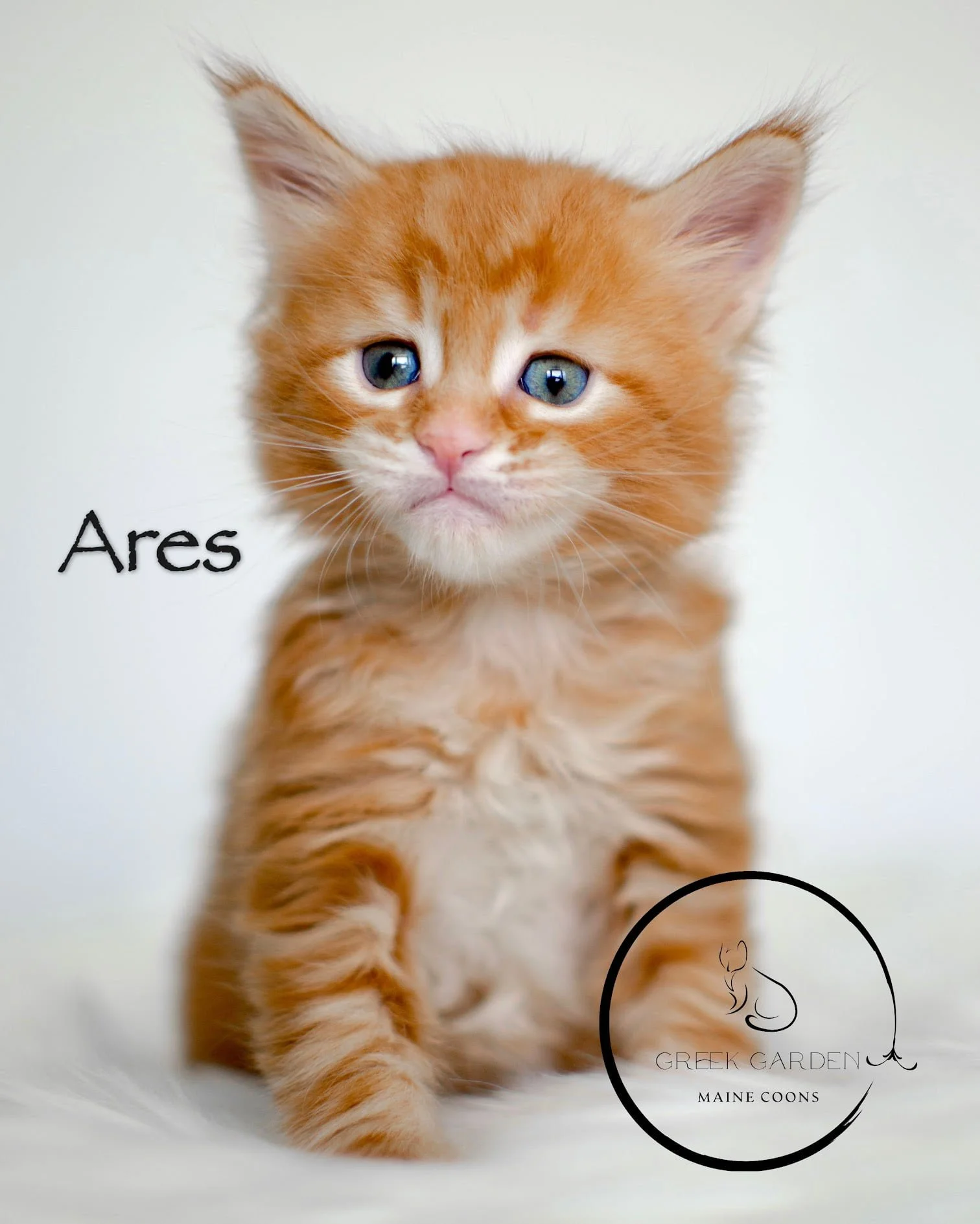 Ares 4 Weeks Maine Coon Kitten