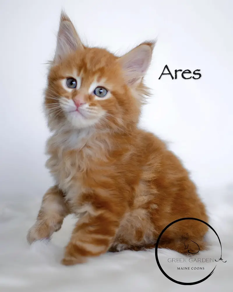 Ares 6 Weeks Maine Coon Kitten