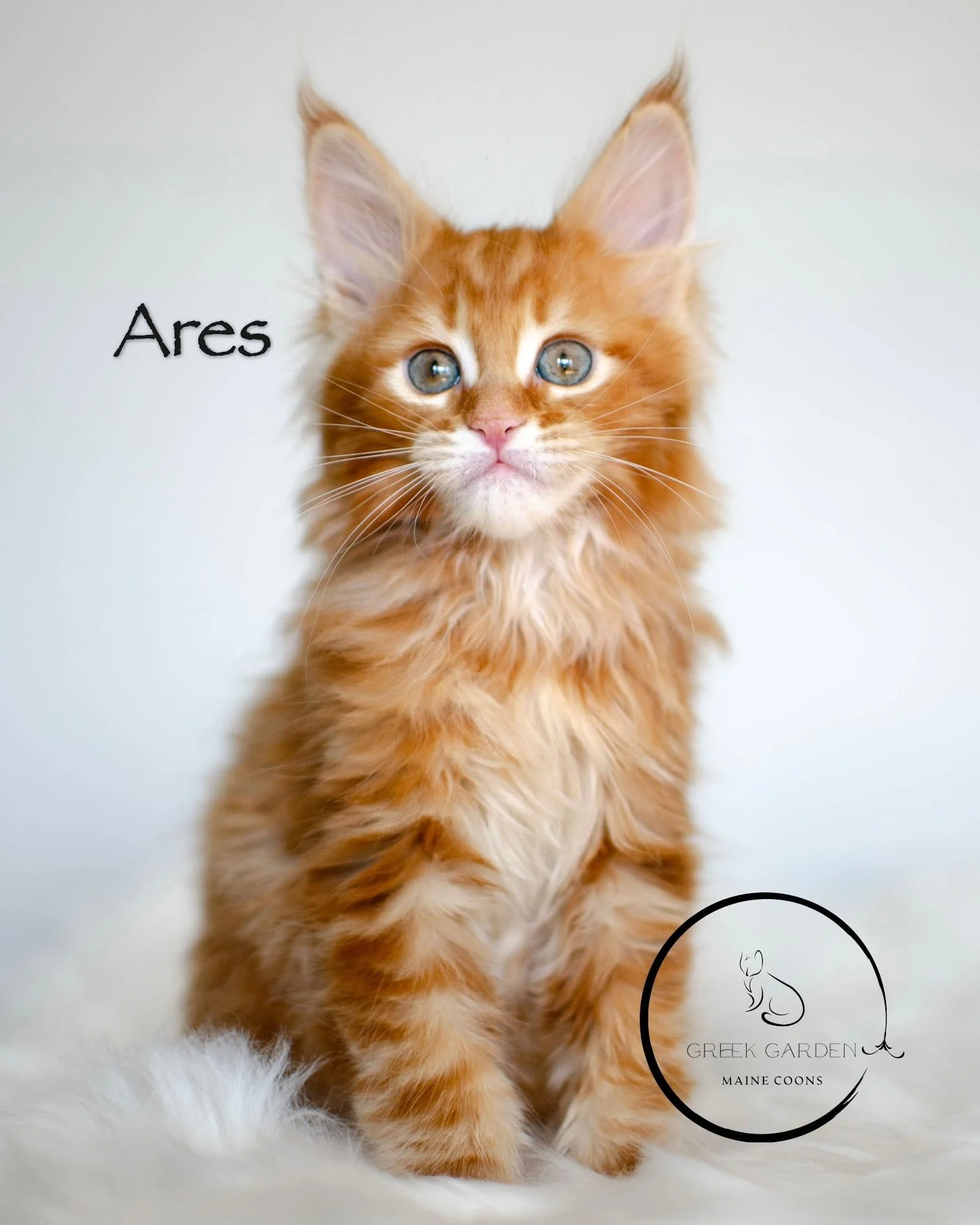 Ares, 8-week-old Maine Coon kitten. Maine Coon kittens for sale, Maine Coon kittens near me, Maine Coon cat in Utah.