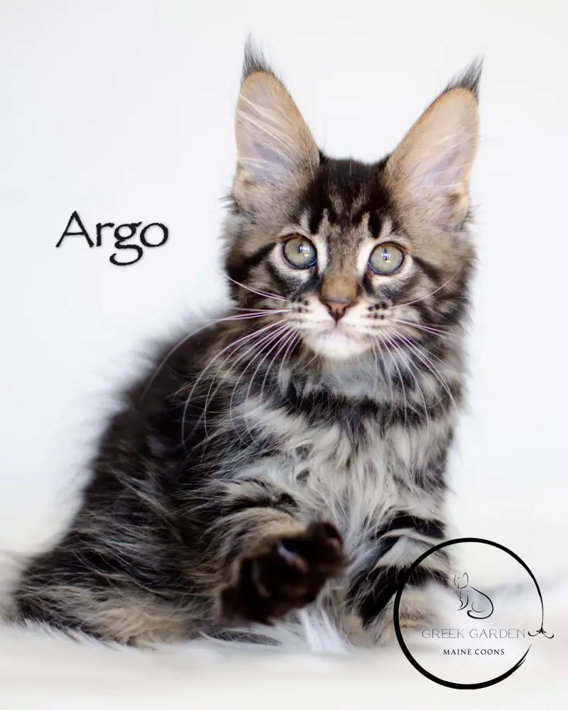 Maine Coon cats for sale in Utah. Purebred Maine Coon kittens, Maine Coon breeder Utah. Kittens in salt lake city, slc, Utah.