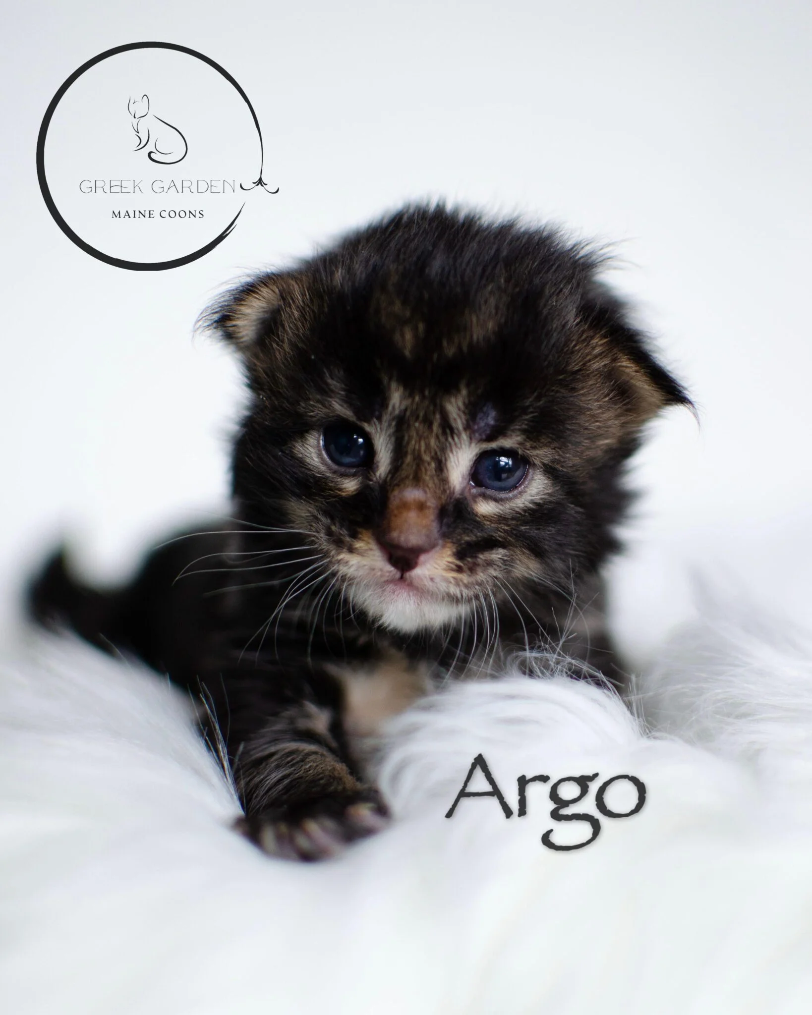 Argo 2 weeks