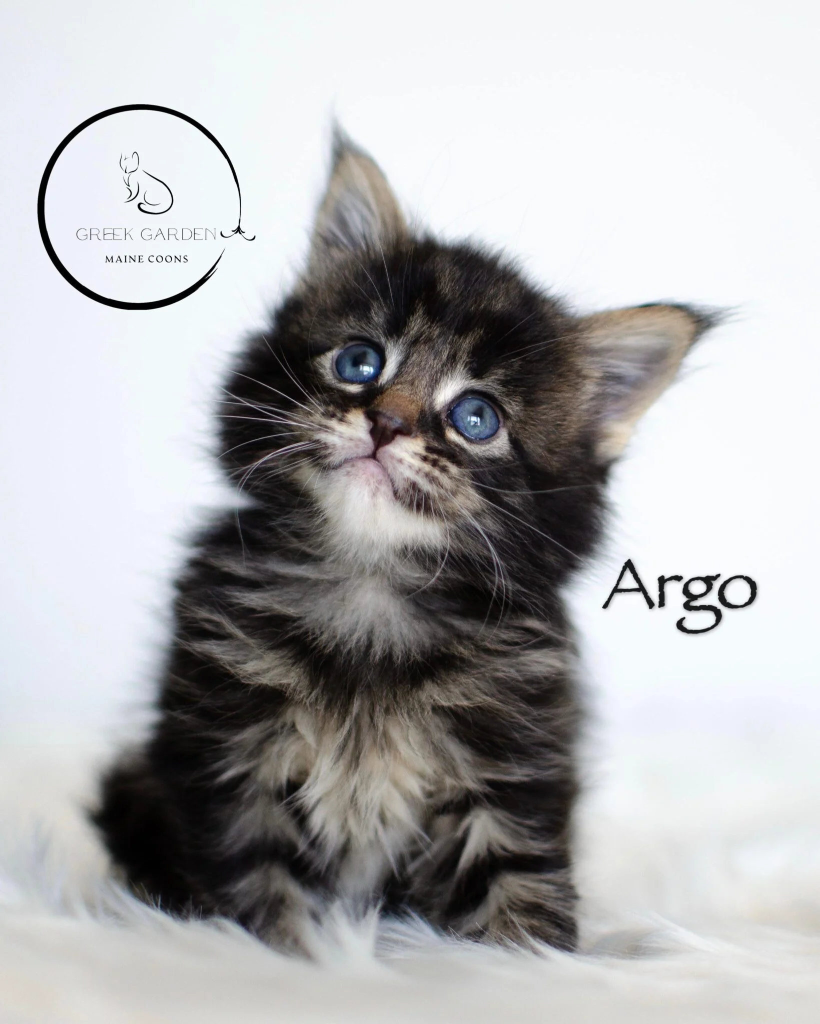 Argo 4 weeks