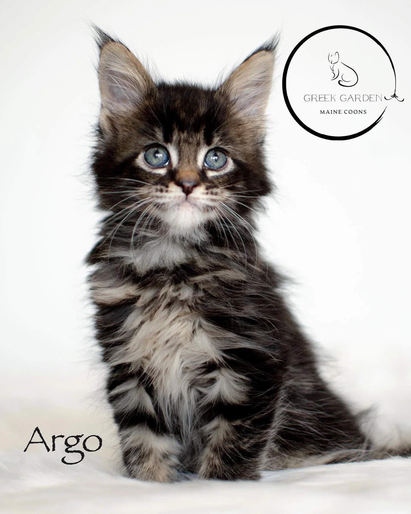 Argo 6 Weeks