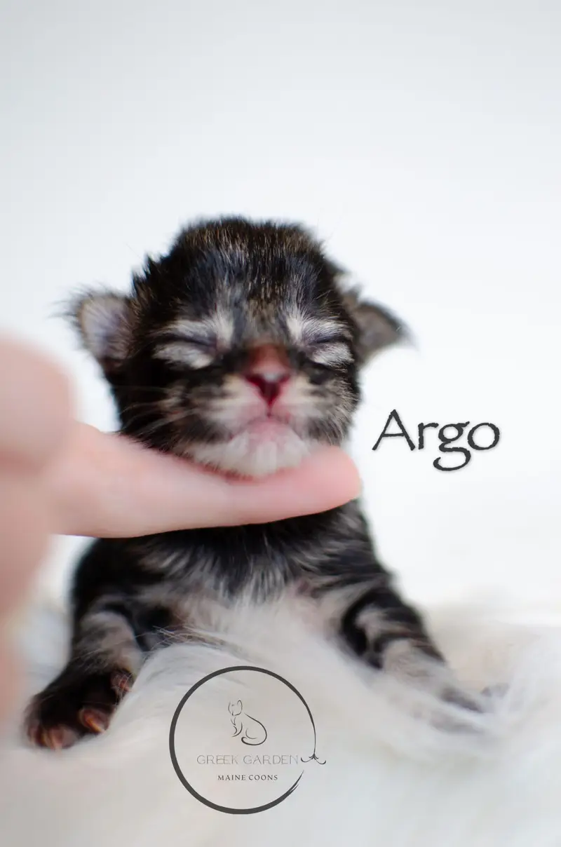 Argo newborn