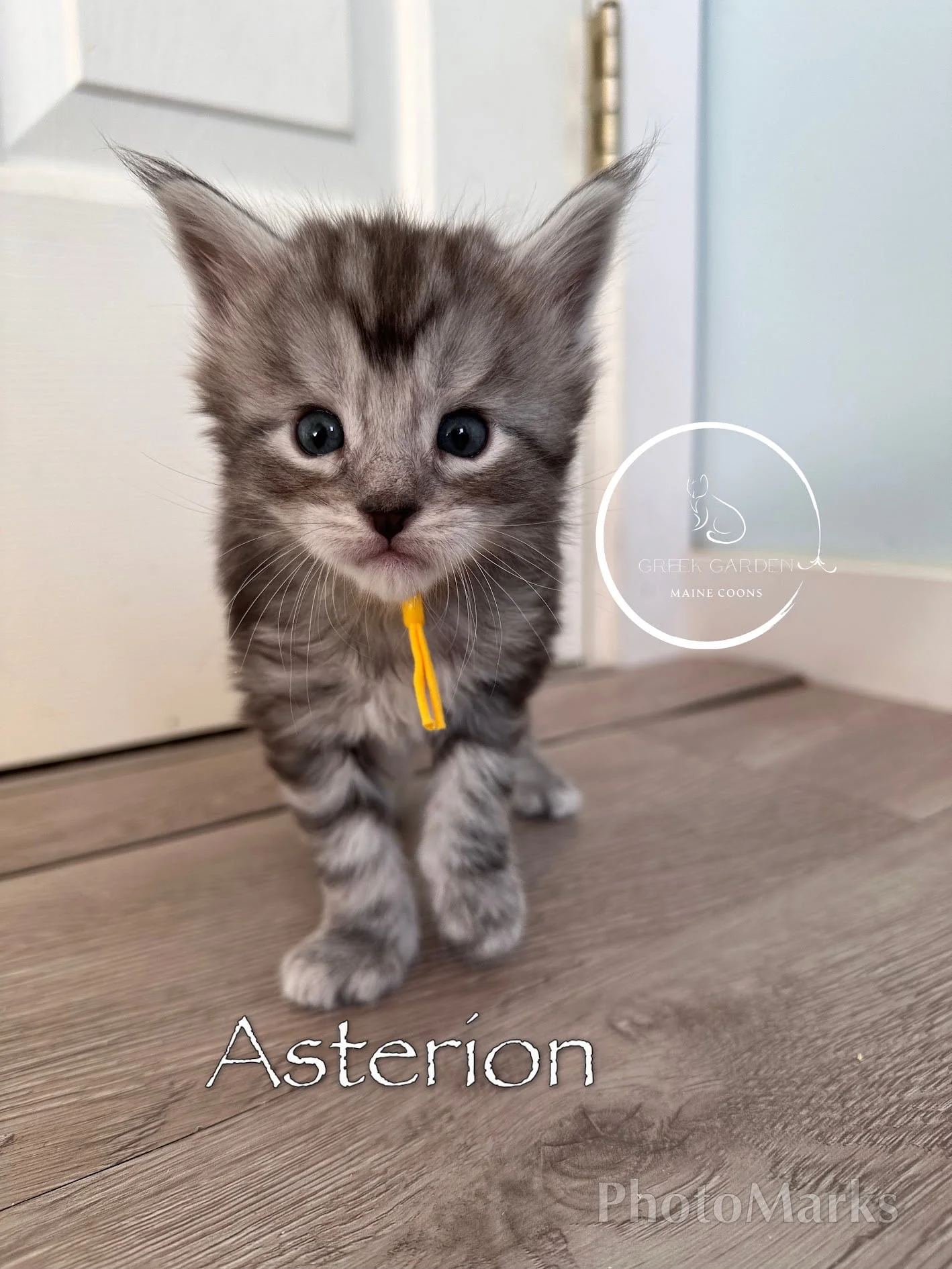 Asterion 4 Weeks