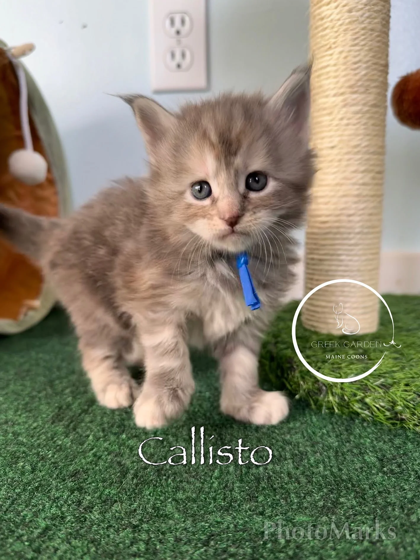 Callisto 4 Weeks