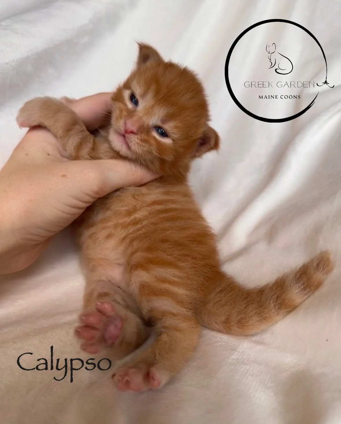 Calypso 2 Weeks