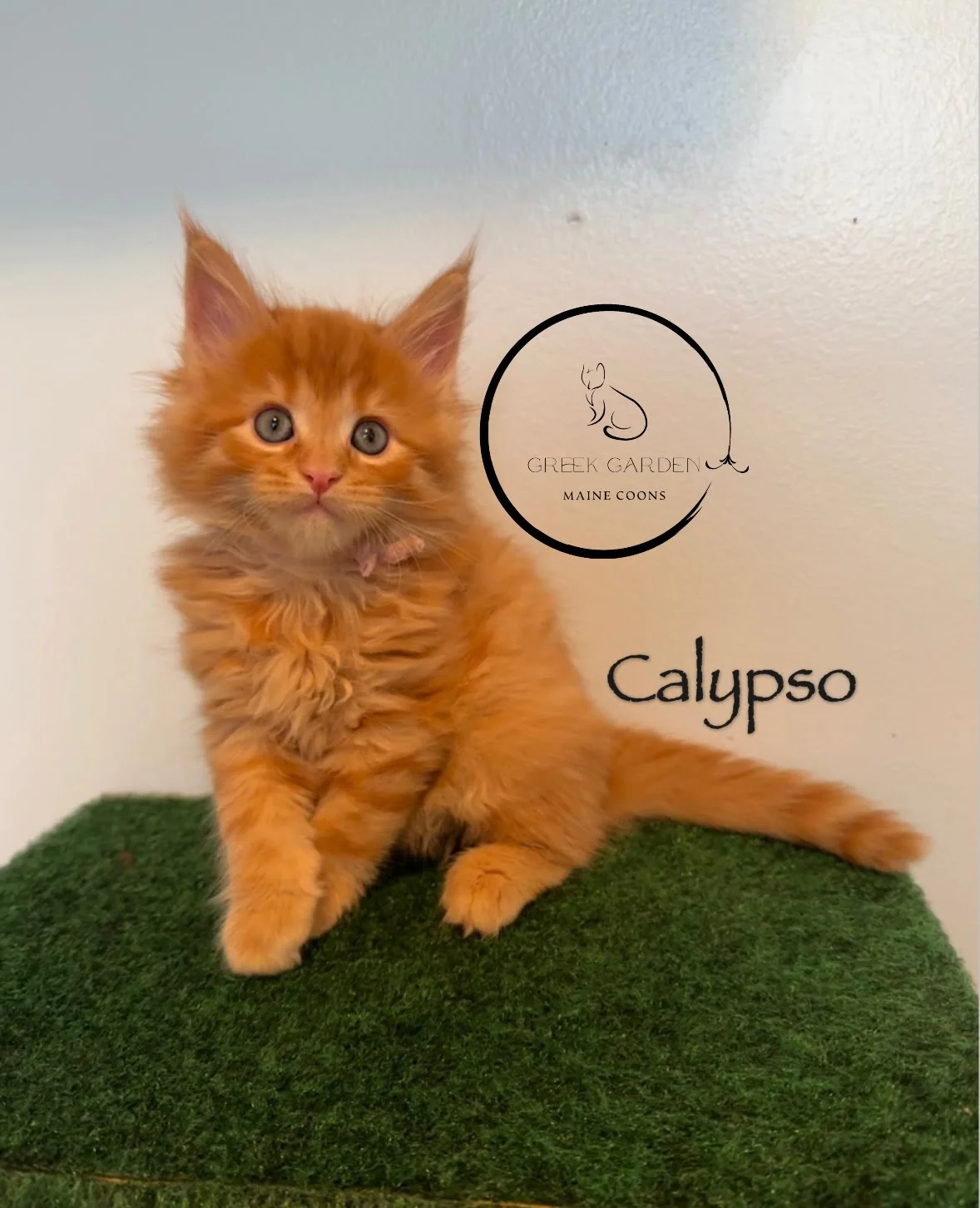 Calypso 6 Weeks