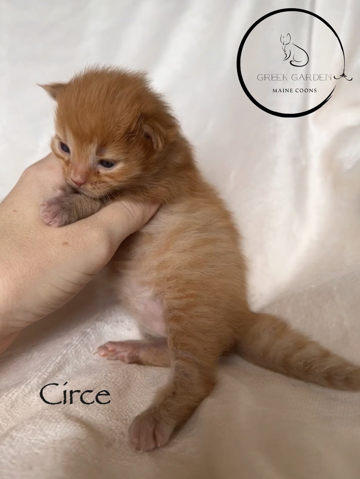 Circe 2 Weeks