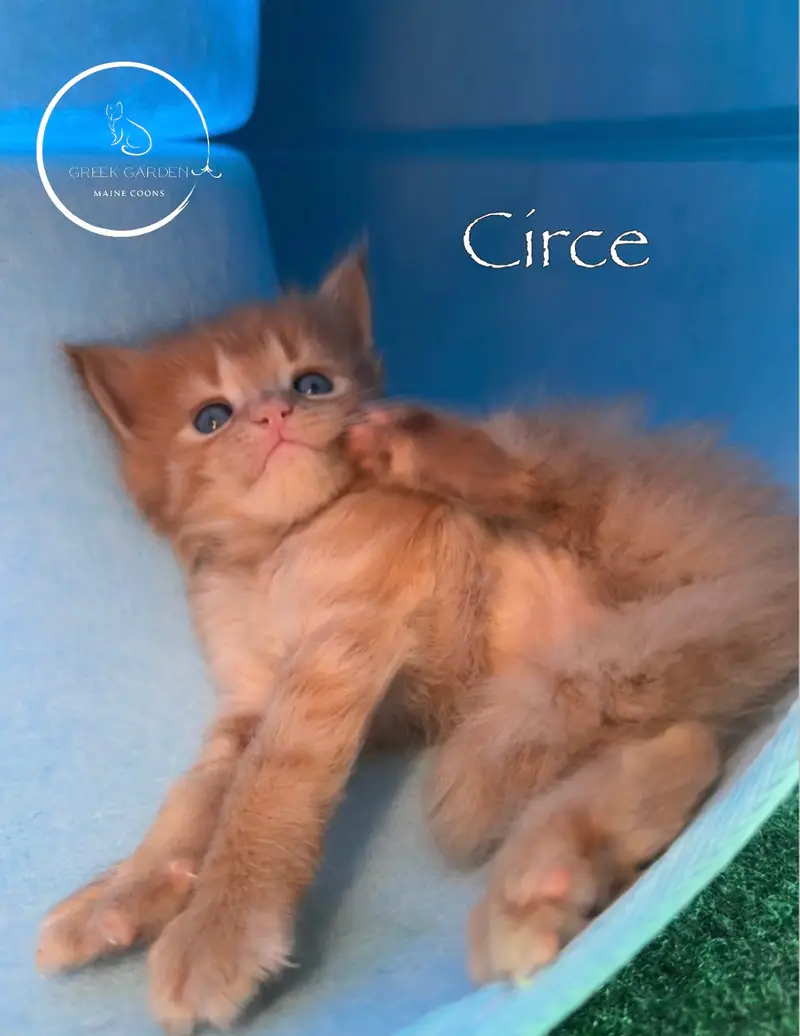 Circe 4 Weeks