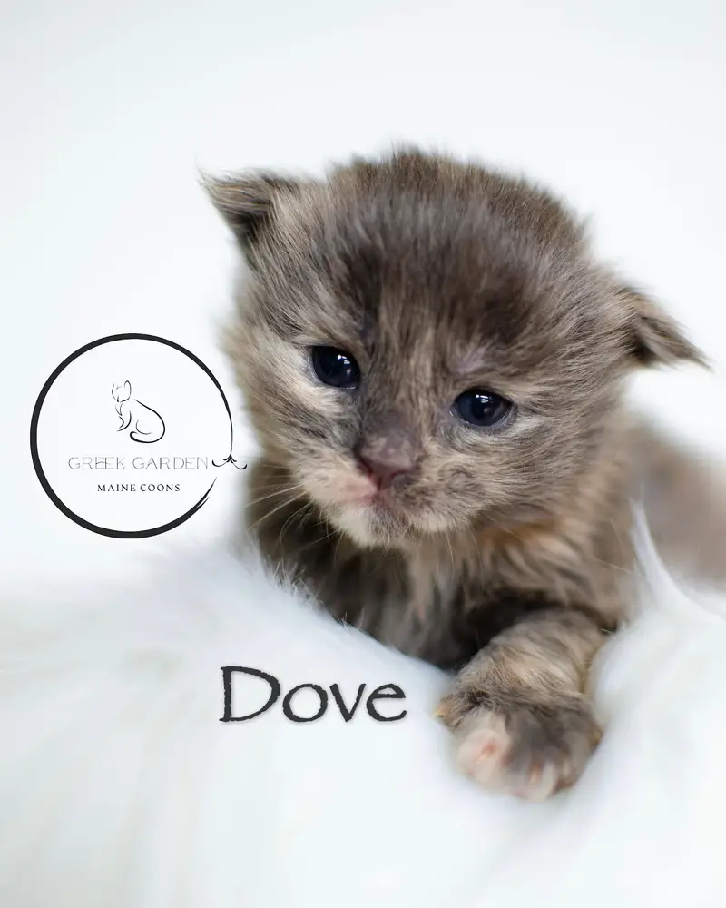 Dove 2 Weeks