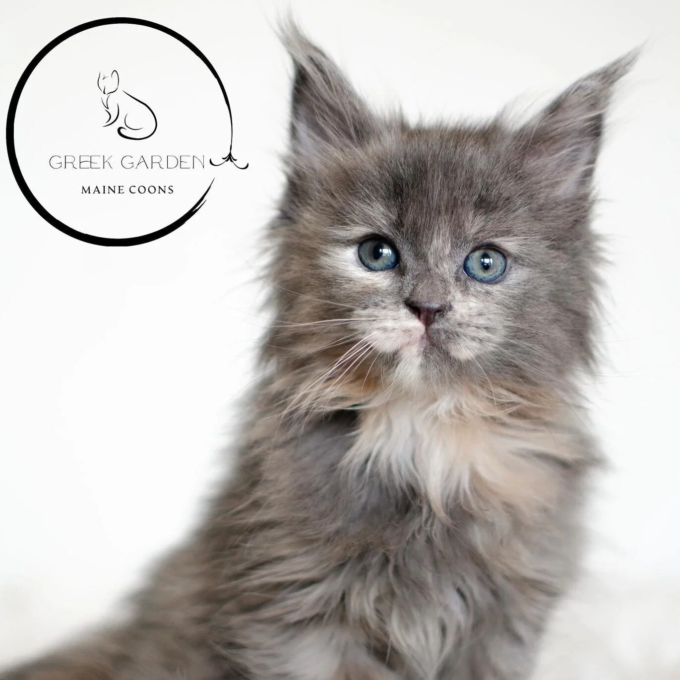 Dove 6 Weeks. Blue tortie maine coon kittens available for approved applicants.