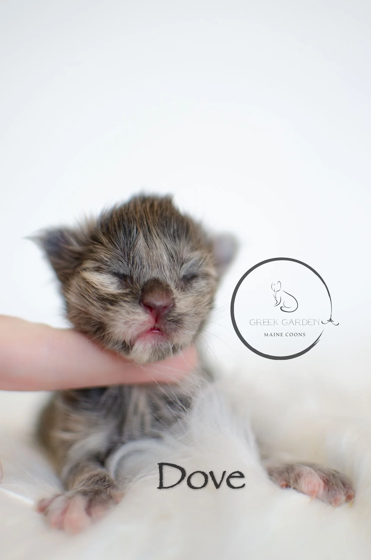 Dove Newborn