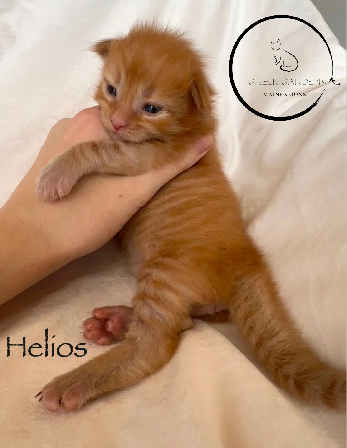 Helios 2 Weeks